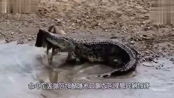 娱乐吃瓜酱抖音推文火了！揭秘背后的秘密与机器人助力