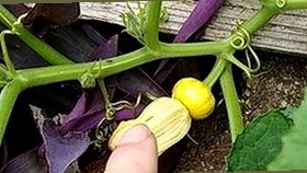 小鲜肉军训引热议，明星苦练背后到底藏着什么？